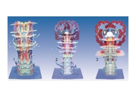 SYL/50011 透明脑干内部结构及传导模型