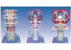 SYL/50011 透明脑干内部结构及传导模型